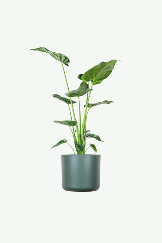 plants-ecommerce-product-featured-img-17 plants ecommerce product featured img 17